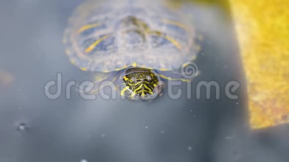 海龟在水中的细节视频的预览图