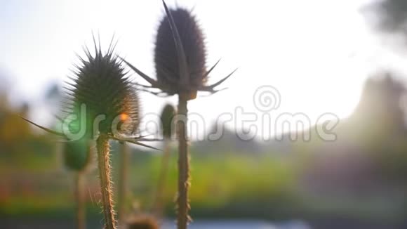 阳光透过美丽的干蓟早上在植物园里的花近距离射击视频的预览图
