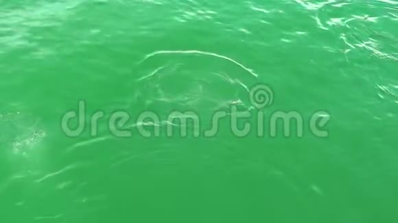 特写镜头绿水海狮在水中戏水视频的预览图