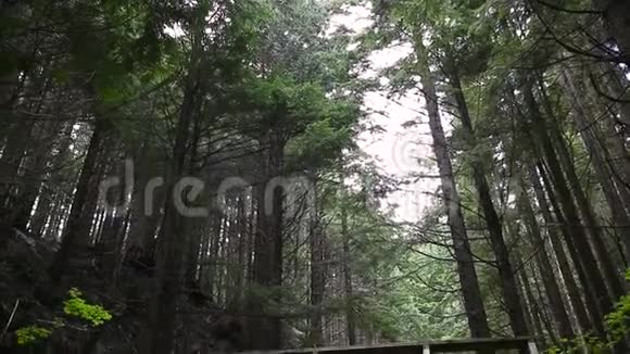 一个穿着运动服的年轻白种人女子在一座木桥上的常青森林中慢跑的一张照片视频的预览图