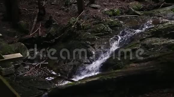 一个穿着运动服的年轻白种人女子在一座木桥上的常青森林中慢跑的一张照片视频的预览图