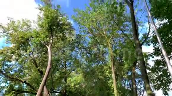 高高的绿树映衬着一片美丽的蓝天和云彩视频的预览图