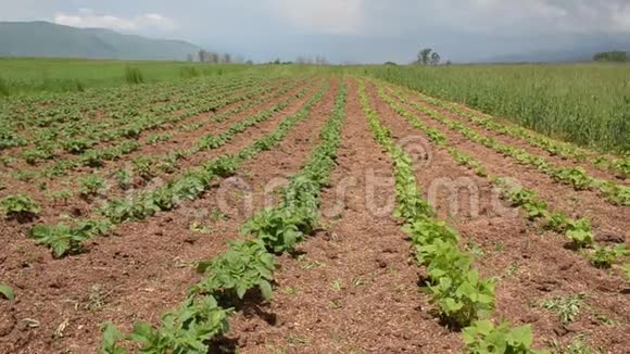 夏天种在地里的青薯丛豆类和小麦准备收割的庄稼种植绿色和有机蔬菜视频的预览图
