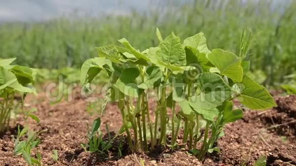 一排排生长在田间的幼豆植物阳光明媚的春天绿色和有机蔬菜在土壤中生长自由之轮视频的预览图