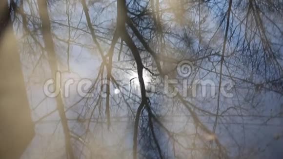 在水坑里反射树木和阳光视频的预览图