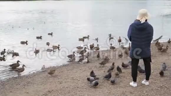 游客在河岸上喂鸭子视频的预览图