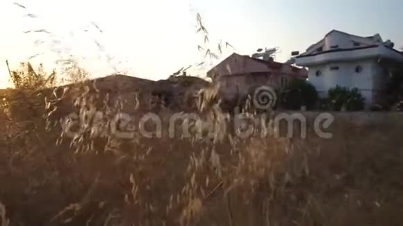 日落背景上的干草和玉米穗视频的预览图
