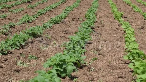 一排排生长在田野上的绿色和有机土豆在农场里准备在夏末收获的马铃薯灌木丛蔬菜种植视频的预览图