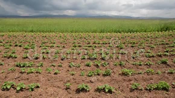 一排排生长在田间的幼豆植物阳光明媚的春天绿色和有机蔬菜在土壤中生长自由之轮视频的预览图
