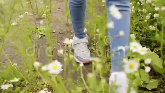 夏天穿着运动鞋的女性双腿在雏菊田野上行走年轻女子穿过盛开的菊花视频的预览图