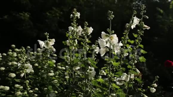 花园里的白色锦葵花视频的预览图