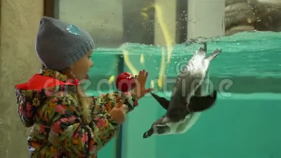 小女孩在玩游泳企鹅视频的预览图