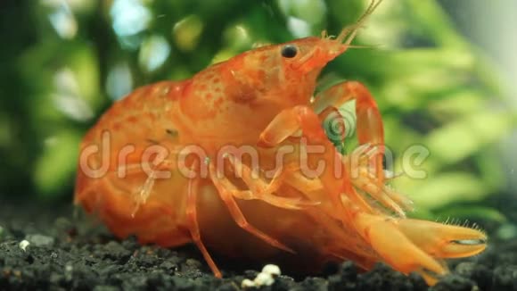 墨西哥矮小龙虾在纳米水族馆交配视频的预览图