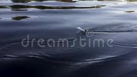 以一条小鱼的形式在河中漂浮的捕鱼旋转器视频的预览图