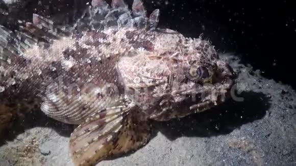有毒的鱼欧洲黑蝎子鳕黑海视频的预览图
