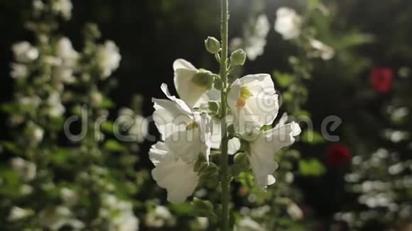 花园里的白色锦葵花视频的预览图