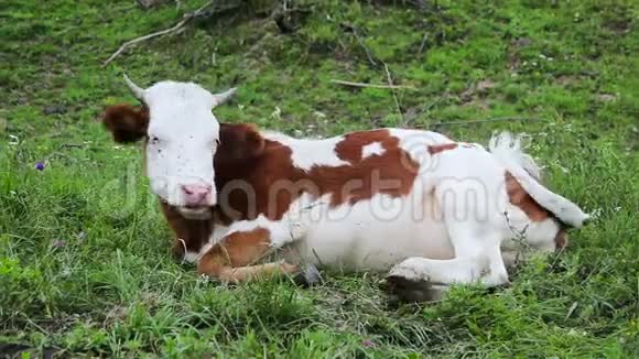 牛躺在草地上视频的预览图