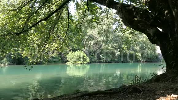 河边的老树视频的预览图