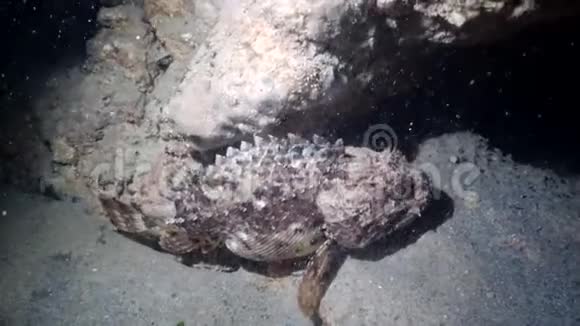 有毒的鱼欧洲黑蝎子视频的预览图