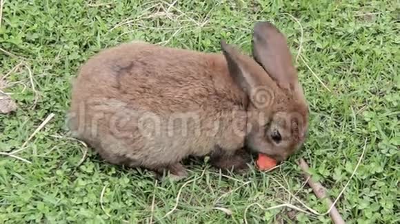 兔子和胡萝卜视频的预览图