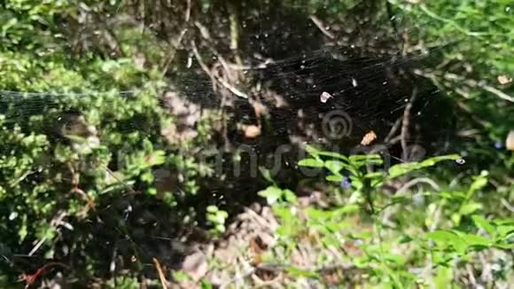 树林里的一个小蜘蛛网它挂着植物的种子和树的叶子视频的预览图