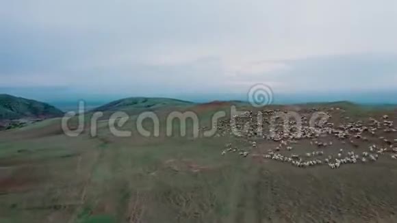 一群羊在山上放牧的时间流逝4K50fps视频的预览图