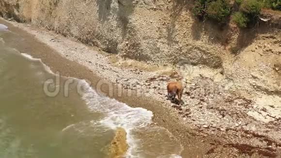 孤牛在薄岩海岸地带放牧背景风景如画的悬崖视频的预览图