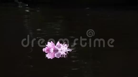 明亮的粉红色杜鹃花漂浮在黑暗的湖面上视频的预览图
