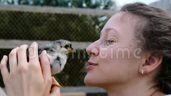 女人抚摸着手里拿着一只小鸡被一只鸟特写镜头打动视频的预览图