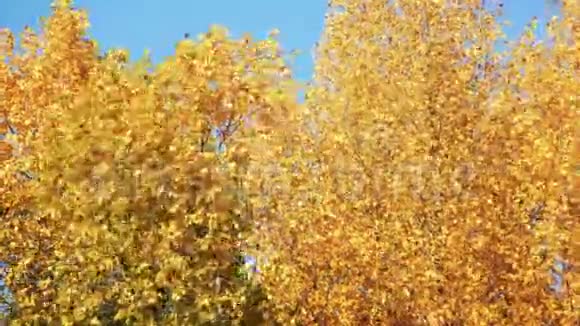 黄色的孤树视频的预览图