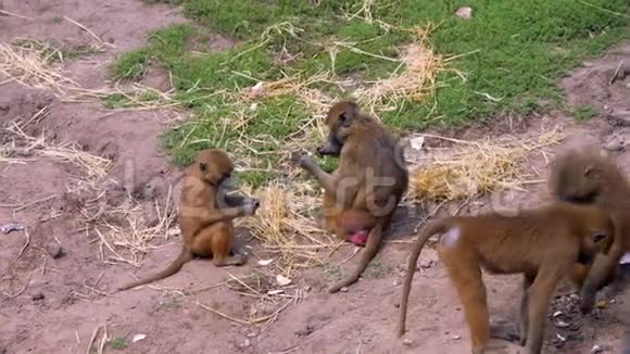 一个几内亚狒狒的家庭在阳光下互相训练和玩耍视频的预览图