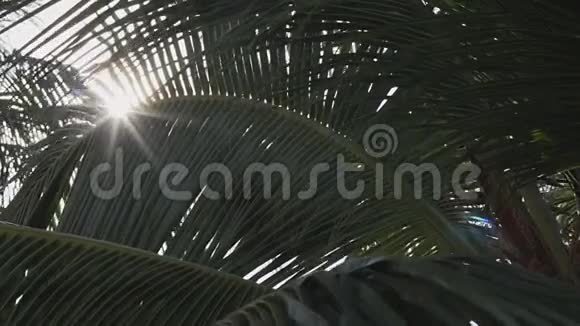 棕榈树上的阳光视频的预览图
