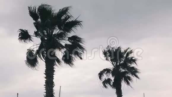 棕榈树随风摇曳棕榈树在风中摇曳强风使棕榈叶弯曲海滩上恶劣的暴雨天气视频的预览图