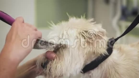 专业的美容师用梳子梳理狗头发视频的预览图