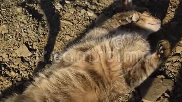 欧洲猫在土壤上翻滚视频的预览图