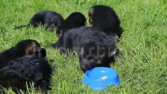 许多德国牧羊犬在绿草中休息的全景视频的预览图