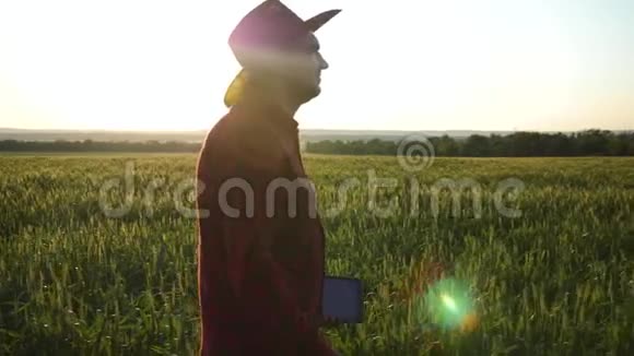 一个农民走过一个绿色的麦田用平板电脑研究作物生长在麦田上日落农学家视频的预览图
