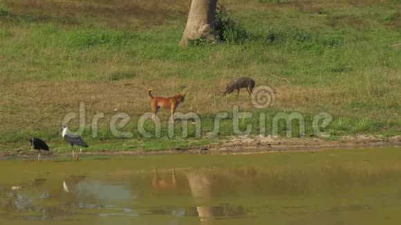 鬣狗在遛狗和鸟类附近的绿色草地上吃东西视频的预览图