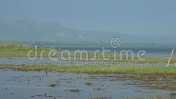 成群的鸟在水淹没的稻田里寻找食物视频的预览图