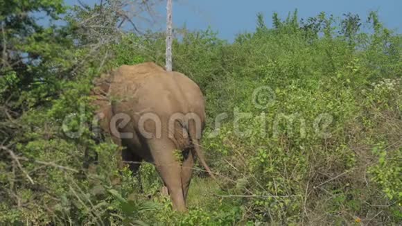 巨大的大象站在高绿的草地上摇着尾巴视频的预览图