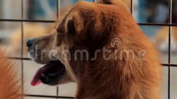 篱笆后面悲伤的混血狗的背面狗在收容所或动物托儿所动物避难所概念视频的预览图