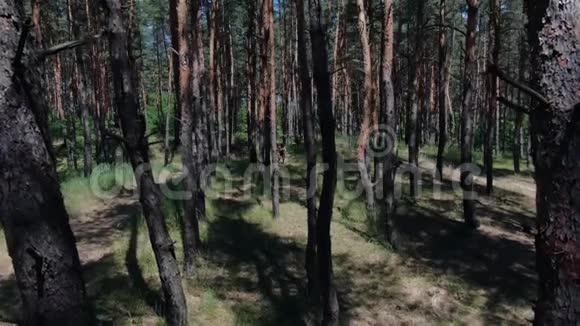 一个古代野蛮女人从森林里的一个男人跑过来的高角度镜头视频的预览图