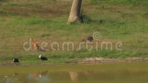 鬣狗在遛狗和鸟类附近的绿色草地上吃东西视频的预览图