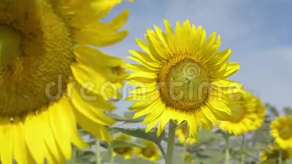 向日葵在风中摇曳特写美丽的向日葵和无刺的蜜蜂对抗多云的蓝天视频的预览图