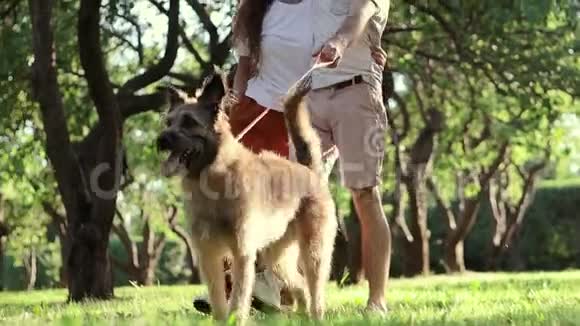 一对年轻漂亮的情侣和他们的狗在公园散步视频的预览图