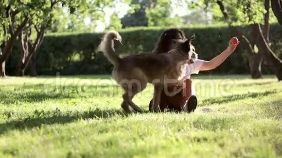 夏天一个年轻漂亮的卷发女人在公园里和她的狗玩耍视频的预览图