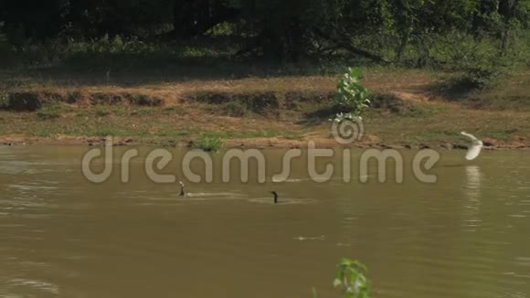 黑鸟靠近蓝湖水飞行俯冲缓慢视频的预览图