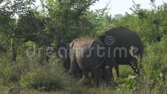 巨大的大象聚集在绿色的树影中摇动耳朵视频的预览图