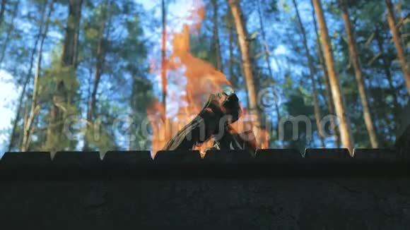 从树林的角度看篝火很近视频的预览图