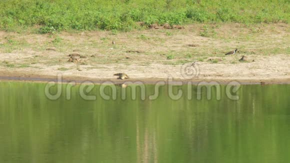 不动鳄鱼躺在湖里反映动物慢视频的预览图